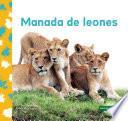 Manada de Leones (Lion Pride)