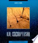 Ojo, cerebro y visión
